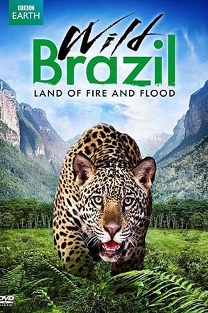 Thiên Nhiên Brazil Hoang Dã - Wild Brazil